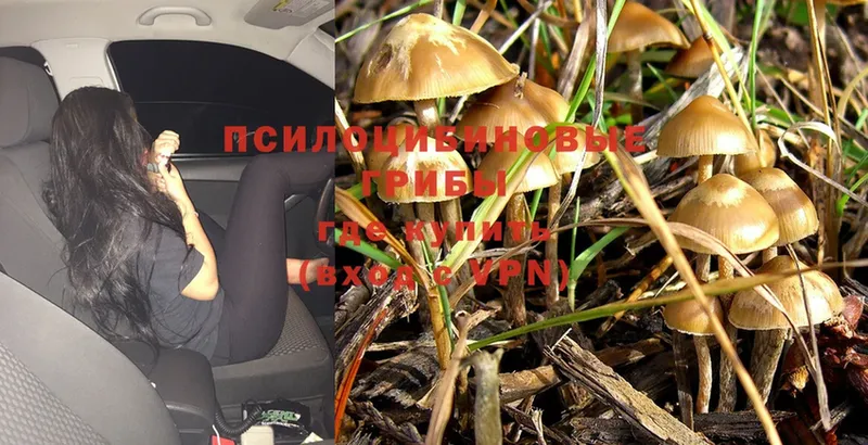 kraken вход  цена   Игарка  Галлюциногенные грибы Psilocybe 